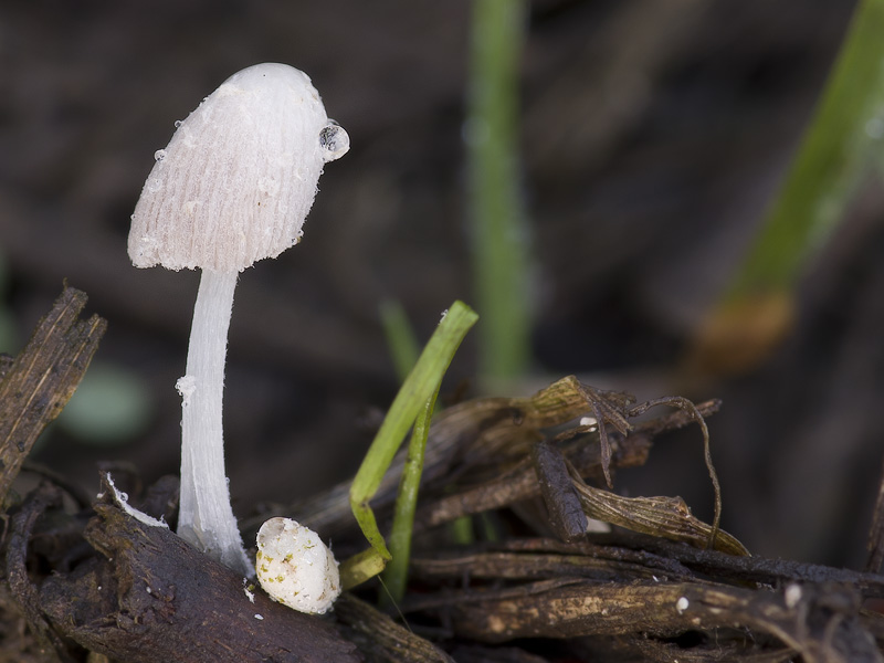 Coprinopsis urticicola